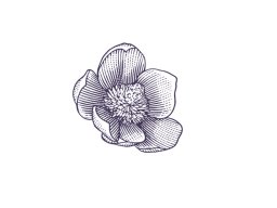 Magnolia Flower Woodcut